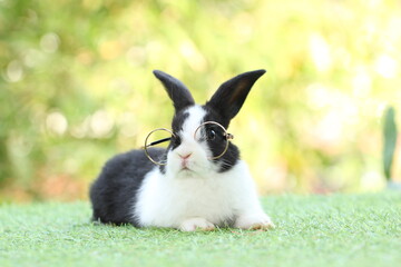 Student and school concept ⁬with cute litte rabbit wearing eyeglasses on green grass with natural bokeh as background. Young adorable bunny playing in garden.