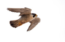 A Peregrine Falcon In Flight At Full Speed - Up Close At Point Vicente In Palos Verdes, California 