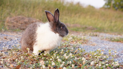 Rabbit in green field and farm way. Lovely and lively bunny in nature with happiness. Hare in the forest.