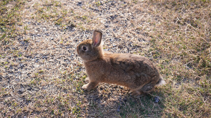 Rabbit in green field and farm way. Lovely and lively bunny in nature with happiness. Young rabbit in forest.