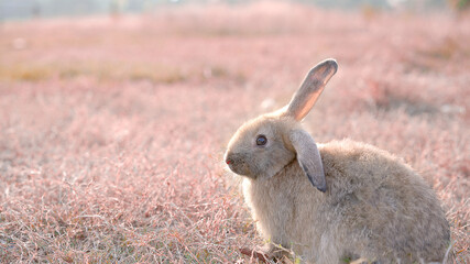 Rabbit in green field and farm way. Lovely and lively bunny in nature with happiness. Young rabbit in forest.