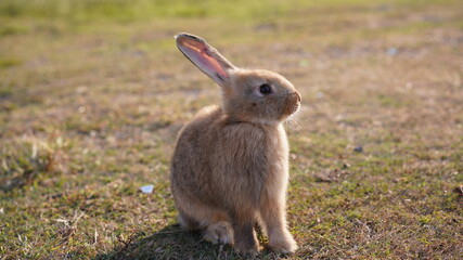 Rabbit in green field and farm way. Lovely and lively bunny in nature with happiness. Young rabbit in forest.