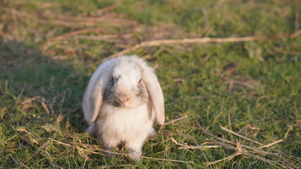 Rabbit in green field and farm way. Lovely and lively bunny in nature with happiness. Young rabbit in forest.