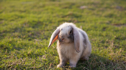 Rabbit in green field and farm way. Lovely and lively bunny in nature with happiness. Young rabbit in forest.