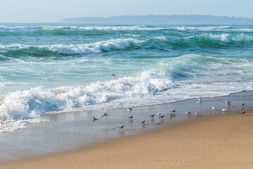 Wall Mural - Seascape and flock of birds on the beach. Beautiful sunny day, turquoise colored sea, mountains and clear blue sky background