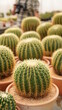 © soultkd - Cacti, dessert plant in many type and shape with it needle as leaf. Variety cactus in pot and garden. Succulent plant grow dry area