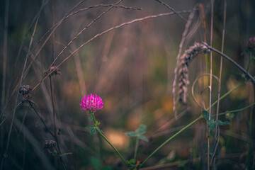 Wild flowers