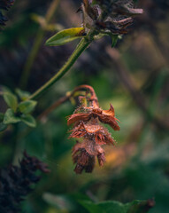 wild flowers