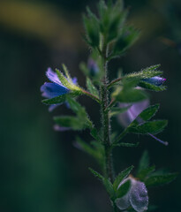 Wild flowers