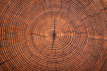 Rustic Table With A Pattern Of Annual Rings. Wood Texture Cut Stump Background