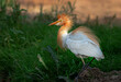 The cattle egret  