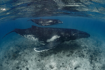 Wall Mural - Female humpback whale with calf 