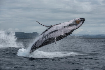 Wall Mural - Humpback whale breaching out of water along the east coast of Australia