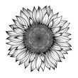 Sunflower flower vector black and white graphics isolated on a white background, linocut, realistic drawing, linear art. single sunflower. Seeds and flower petals. Agriculture, autumn sunflower seeds.