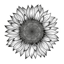 Sunflower Flower Vector Black And White Graphics Isolated On A White Background, Linocut, Realistic Drawing, Linear Art. Single Sunflower. Seeds And Flower Petals. Agriculture, Autumn Sunflower Seeds.