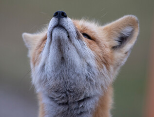 Wall Mural - portrait of a fox