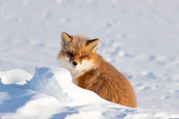Wall Mural - red fox vulpes