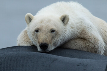 Wall Mural - polar bear laying 3