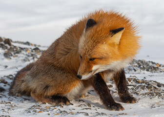 Wall Mural - red fox side look