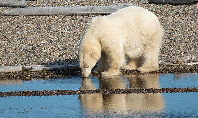 Wall Mural - polar bear drinking