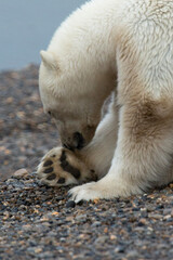 Wall Mural - polar bear paw