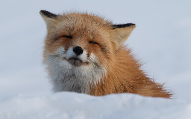Wall Mural - red fox squint
