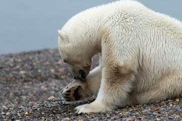 Wall Mural - polar bear paw 2