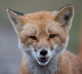Wall Mural - red fox portrait
