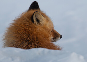 Wall Mural - red fox over shoulder