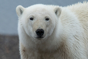Wall Mural - polar bear stare