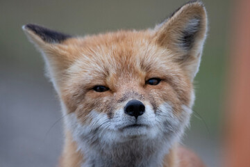 Wall Mural - red fox portrait