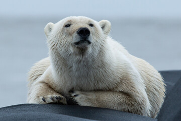 Wall Mural - polar bear laying on bag 2
