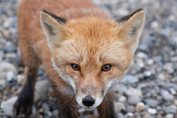 Wall Mural - red fox portrait