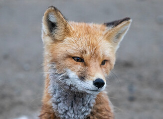 Wall Mural - red fox in thought