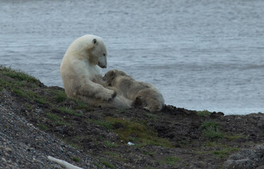Wall Mural - polar bear nursing 2