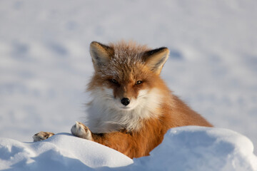 Wall Mural - red fox leaning
