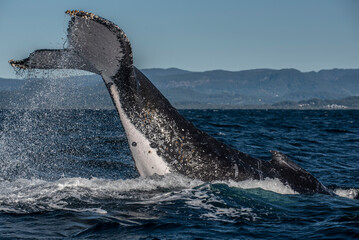 Wall Mural - Humpback whale tail slapping in the Cape Byron Marine Park off Byron Bay, New South Whales