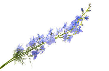 Wall Mural - perennial delphinium flowers isolated