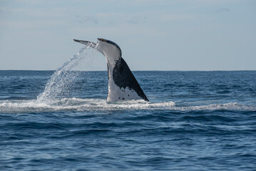 Wall Mural - Humpback whale tail slapping in the Cape Byron Marine Park off Byron Bay, New South Whales