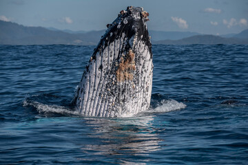 Wall Mural - When a Humpback whale lifts its head out of water it is known as a spy-hop. It does this to get vision above the water surface