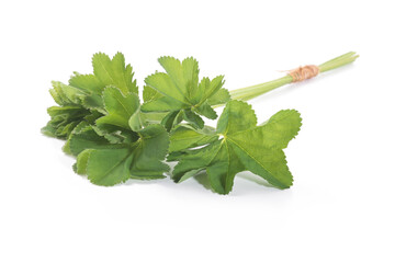 Wall Mural - Lady's Mantle leaves isolated on white background. Herbal tea. (Alchemilla mollis)