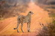 Cheetah standing on a dirt road and observing.
