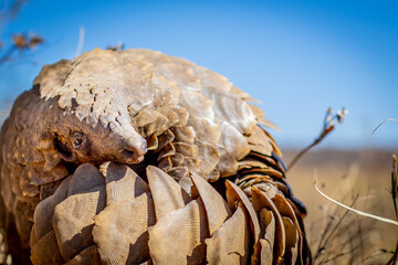 Ground pangolin rolling up in the grass.