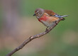 Small male common linnet perched on a tiny branch with a gorgeous red chest and an out of focus green background