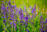 Fototapeta Lawenda - Lupins in the field, wildflower field