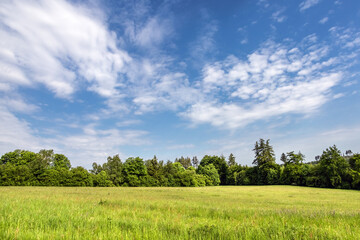 Wall Mural - Landscape with green meadow, forest and blue sky