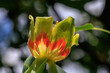 Flowers of an American tulip tree in early summer