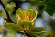 Flowers of an American tulip tree in early summer