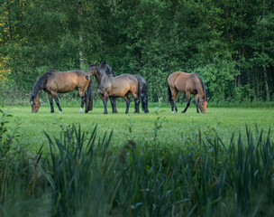 Horses grazing free in meadow in natural surroundings. Uffelte Drenthe Netherlands.