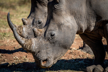 Wall Mural - Side profile of 2 White rhinos.